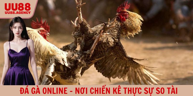 Đá gà online cùng những trận chiến đỉnh cao